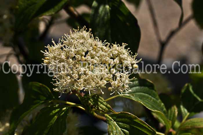 PGC-S-Cornus-alternifolia-aka-Alternate-Leaved-Dogwood-flower-3