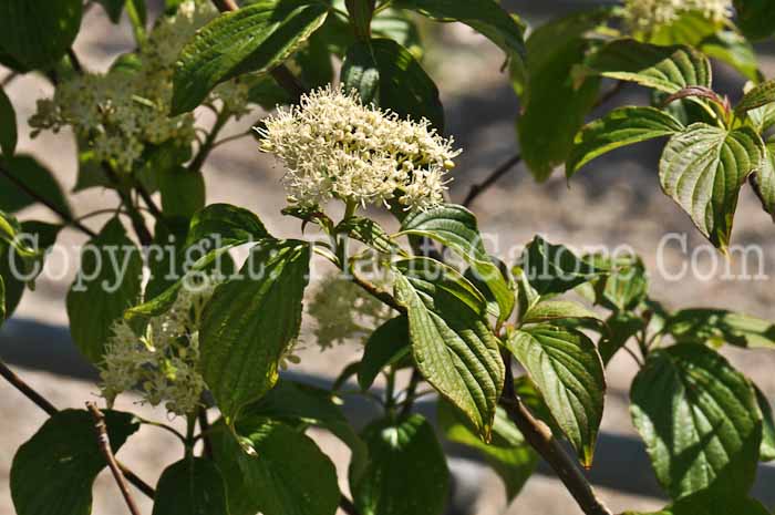 PGC-S-Cornus-alternifolia-aka-Alternate-Leaved-Dogwood-flower-4