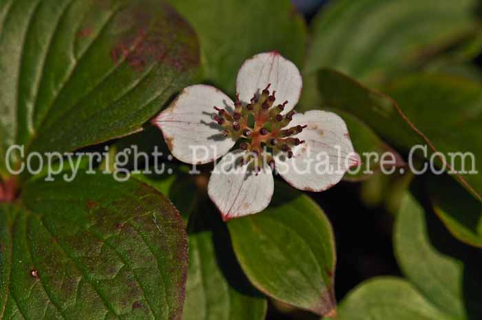 PGC-P-Cornus-canadensis-aka-Bunchberry-1-2