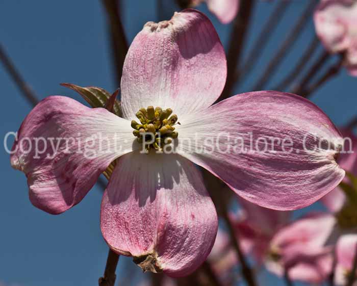 PGC-T-Cornus-florida-Cherokee-Brave-aka-Flowering-Dogwood-0514l-05-2014-01