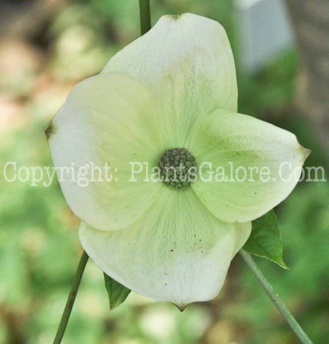 PGC-T-Cornus-florida-Eddies-White-Wonder-aka-Flowering-Dogwood-2