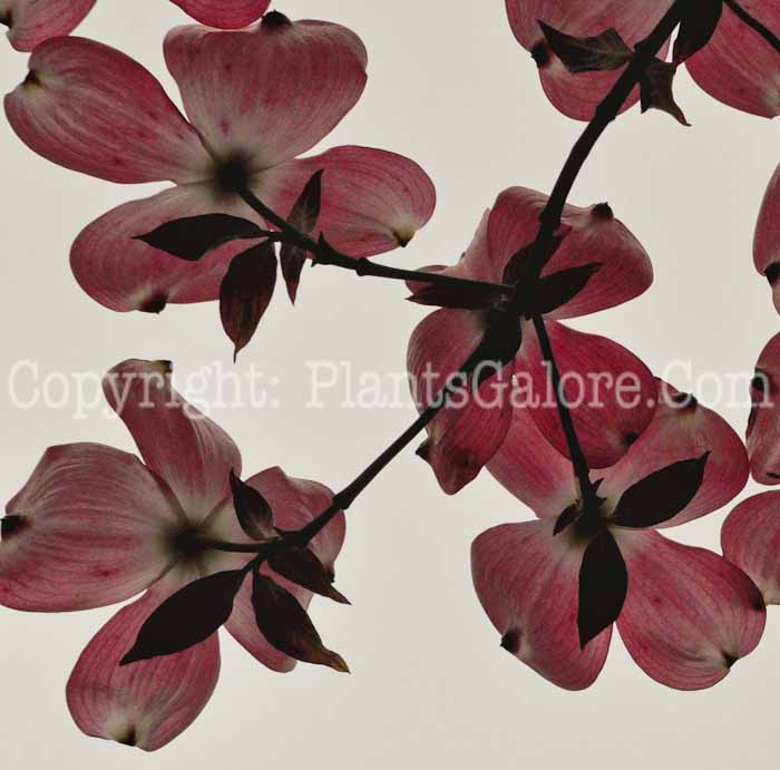 PGC-T-Cornus-florida-Rubra-aka-Flowering-Dogwood-2
