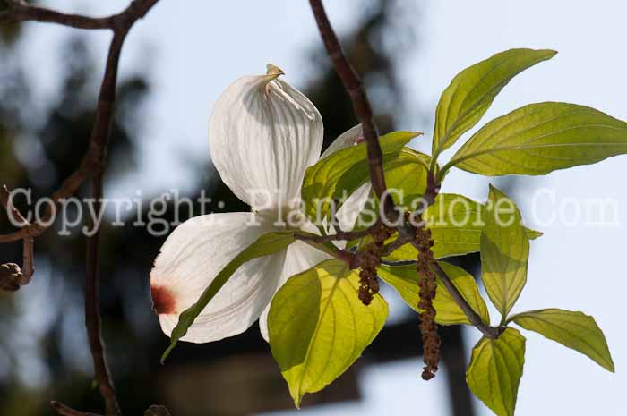 PGC-T-Cornus-florida-aka-Flowering-Dogwood-2-0514p-1