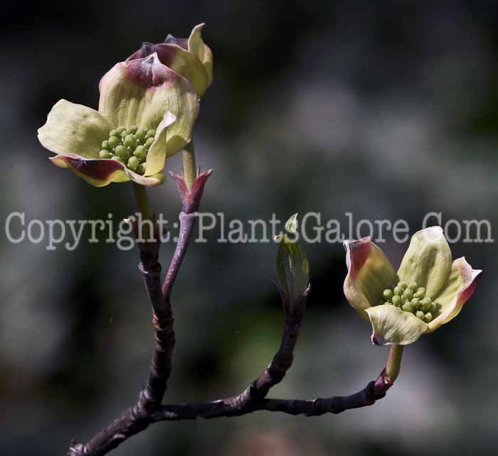 PGC-T-Cornus-florida-aka-Flowering-Dogwood-2-1