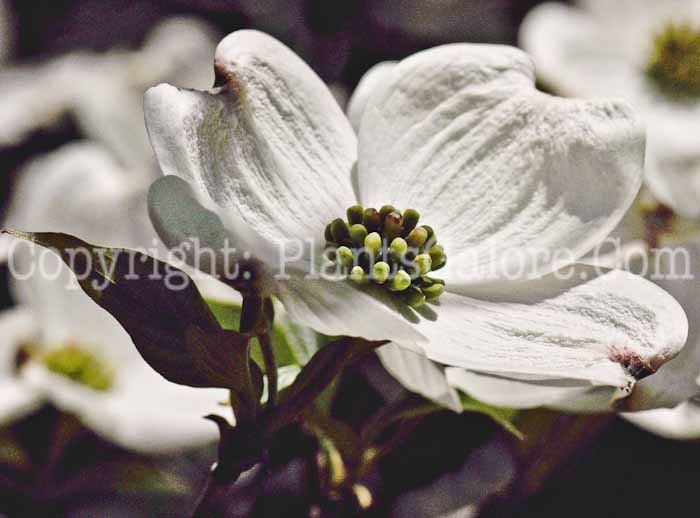 PGC-T-Cornus-florida-aka-Flowering-Dogwood-2-5