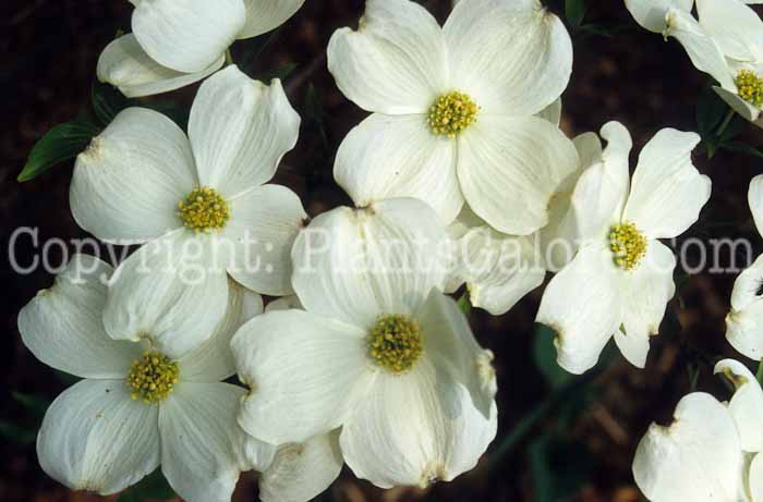PGC-T-Cornus-florida-aka-Flowering-Dogwood-2-6
