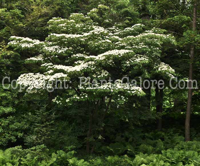 PGC-T-Cornus-florida-aka-Flowering-Dogwood-6-1-1