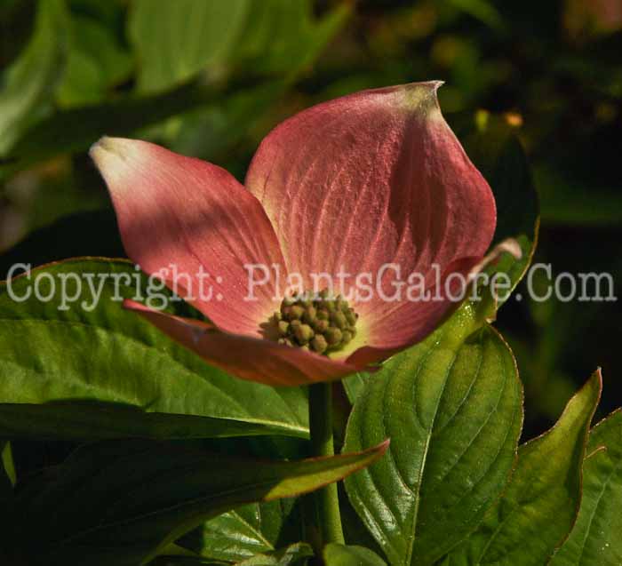 PGC-T-Cornus-florida-x-kousa-Stellar-Pink-aka-Hybrid-Flowering-Dogwood-3