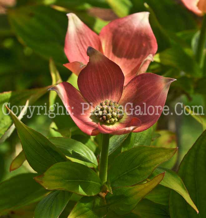 PGC-T-Cornus-florida-x-kousa-Stellar-Pink-aka-Hybrid-Flowering-Dogwood-4