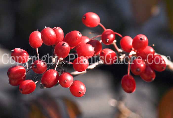 PGC-T-Cornus-officinalis-aka-Japanese-Cornelian-Cherry-Dogwood-2