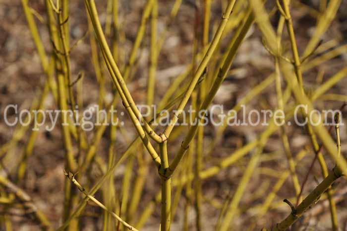PGC-T-Cornus-sericea-Flaviramea-aka-Yellow-Twig-Dogwood-2