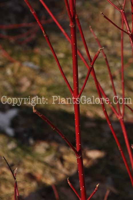 PGC-T-Cornus-sericea-aka-Red-Twig-Dogwood-4