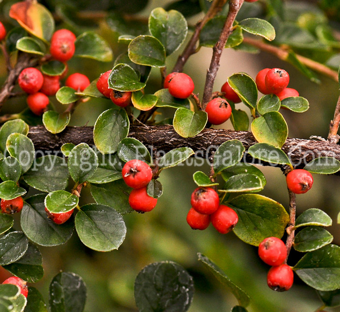 PGC-S-Cotoneaster-Hessei-aka-Hessei-Cotoneaster-1