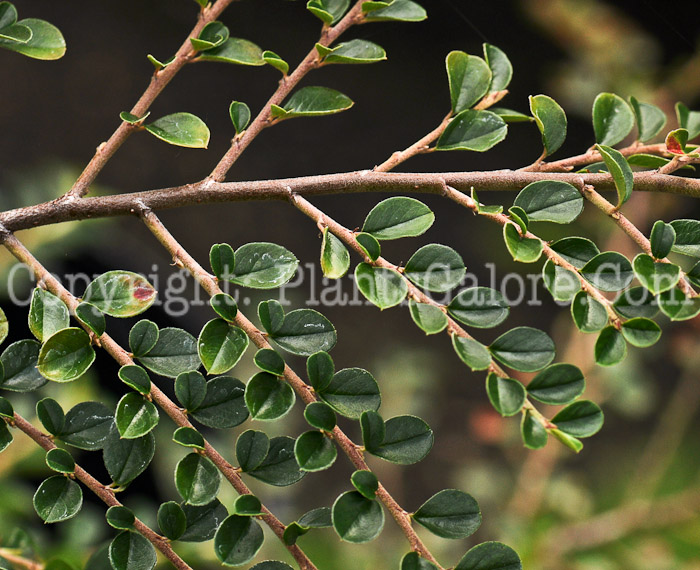 PGC-S-Cotoneaster-Hessei-aka-Hessei-Cotoneaster-2