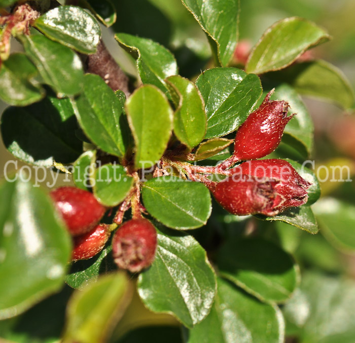 PGC-S-Cotoneaster-apiculatus-aka-Cranberry-Cotoneaster-1