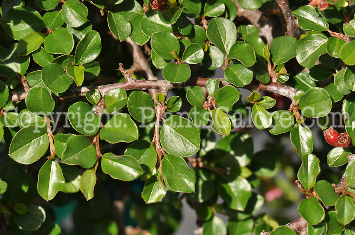 PGC-S-Cotoneaster-apiculatus-aka-Cranberry-Cotoneaster-2