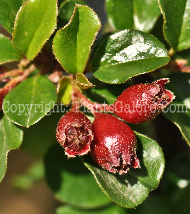 PGC-S-Cotoneaster-apiculatus-aka-Cranberry-Cotoneaster-3