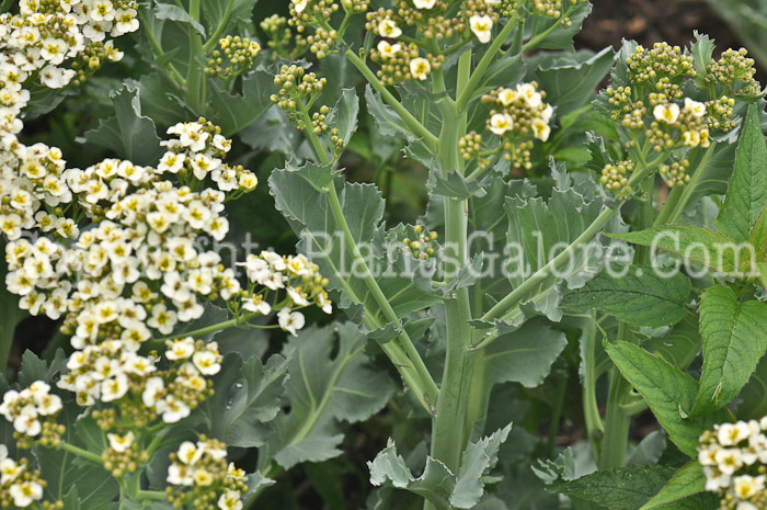 PGC-P-Crambe-maritima-aka-Sea-Kale-2