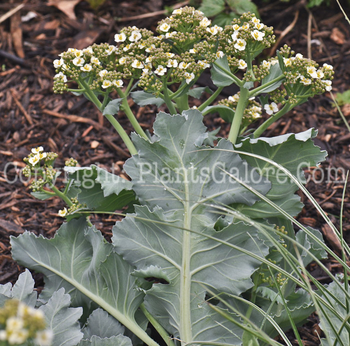 PGC-P-Crambe-maritima-aka-Sea-Kale-3