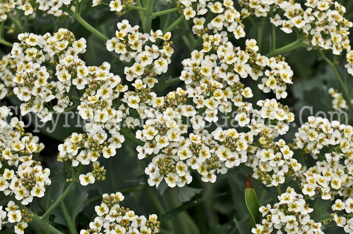 PGC-P-Crambe-maritima-aka-Sea-Kale-4