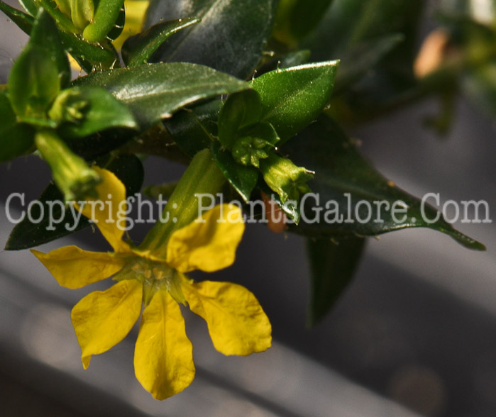 PGC-A-Cuphea-Mellow-Yellow-06-12-1
