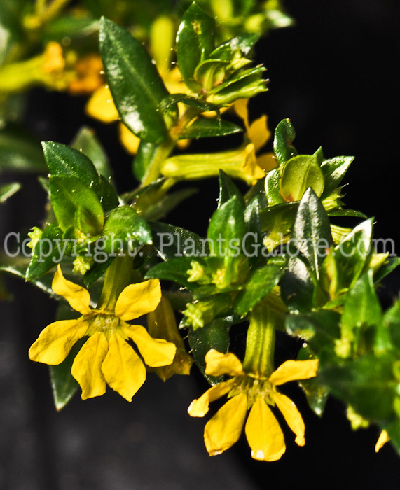 PGC-A-Cuphea-Mellow-Yellow-06-12-2
