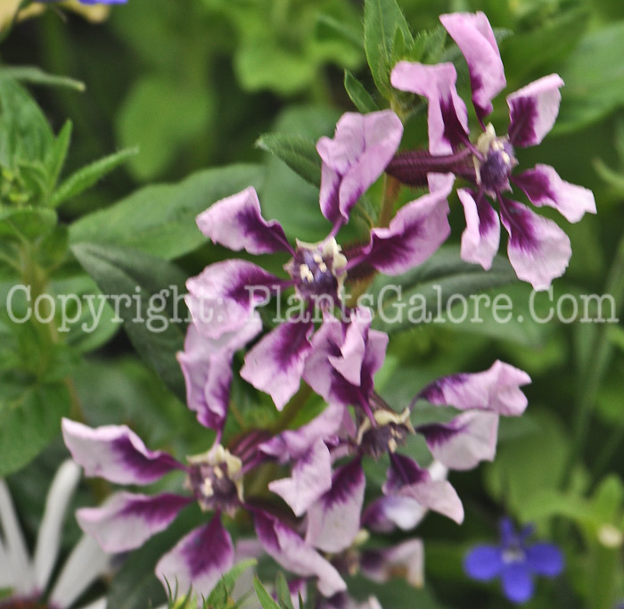 PGC-A-Cuphea-flavea-Purple-Pink-2011-04
