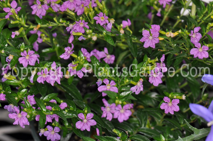 PGC-A-Cuphea-hyssopifolia-Lavender-Lace-2010-003