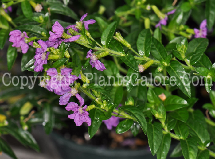 PGC-A-Cuphea-hyssopifolia-Lavender-Lace-2010-004