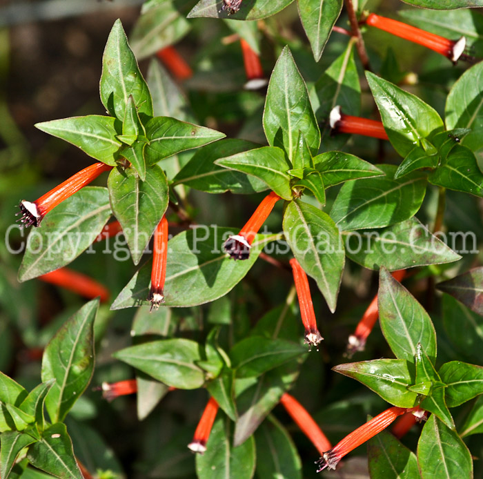 PGC-A-Cuphea-ignea-aka-Cigar-Flower-2
