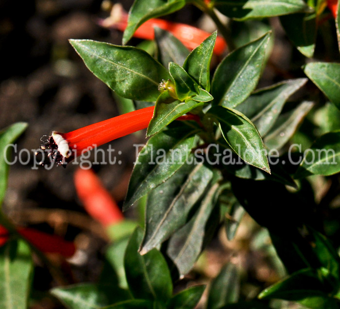 PGC-A-Cuphea-ignea-aka-Cigar-Flower-4