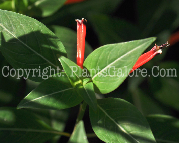 PGC-A-Cuphea-ignea-aka-Cigar-Flower-7