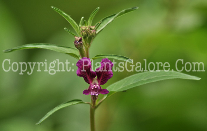 PGC-A-Cuphea-lanceolata-MSU-9-2011-002