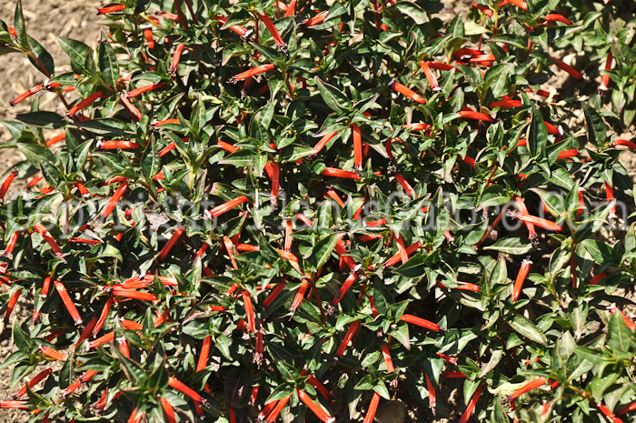 PGC-A-Cuphea-ignea-aka-Cigar-Flower-6