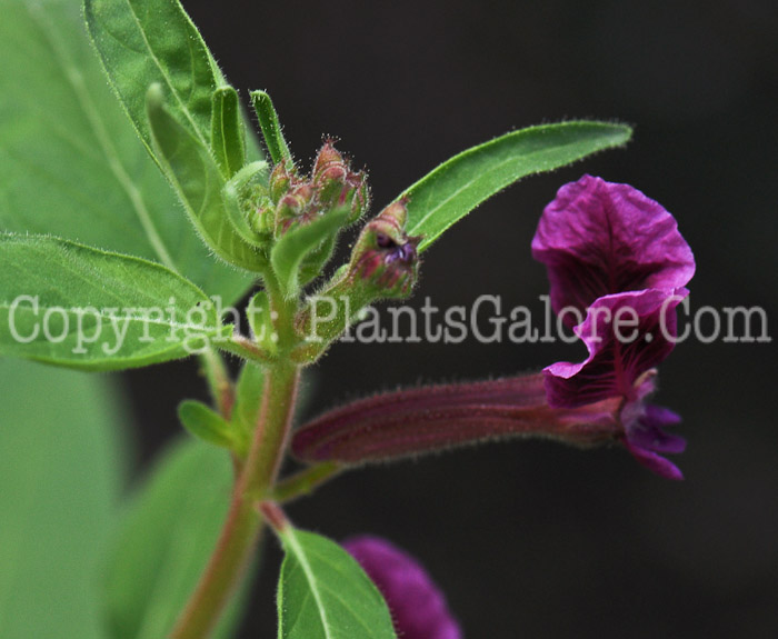 PGC-A-Cuphea-lanceolata-Beal-2011-07-003