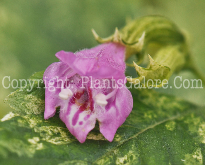 PGC-P-Calamintha-grandiflora-Variegata-aka-Calamint-2