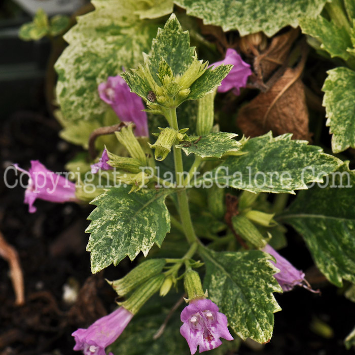 PGC-P-Calamintha-grandiflora-Variegata-aka-Calamint-3