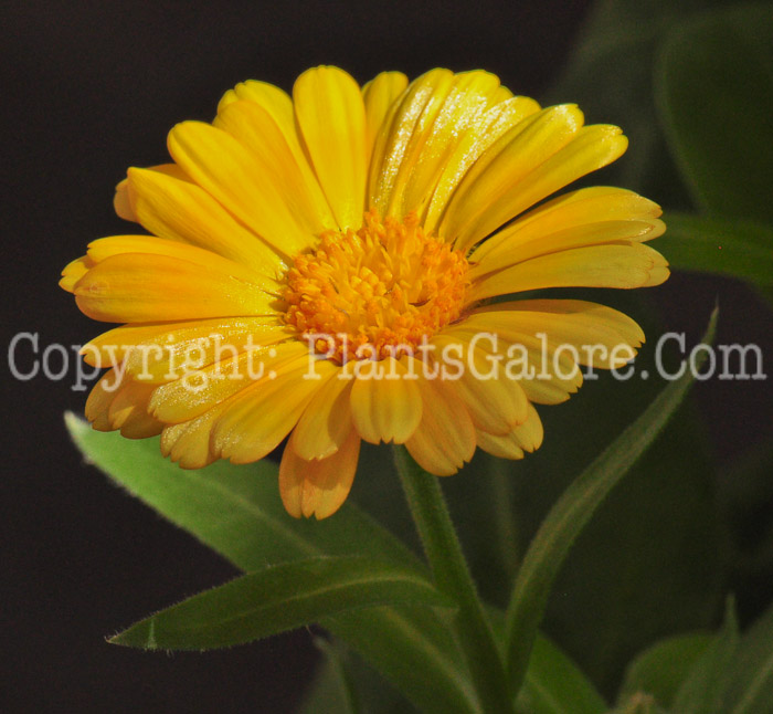 PGC-A-Calendula-Fruit-Twist-613-1