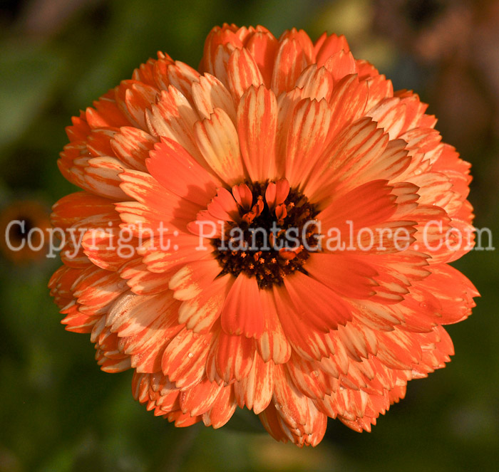 PGC-A-Calendula-officinalis-aka-Pot-Marigold-1