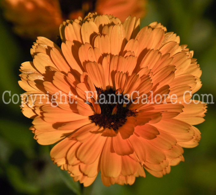 PGC-A-Calendula-officinalis-aka-Pot-Marigold-3