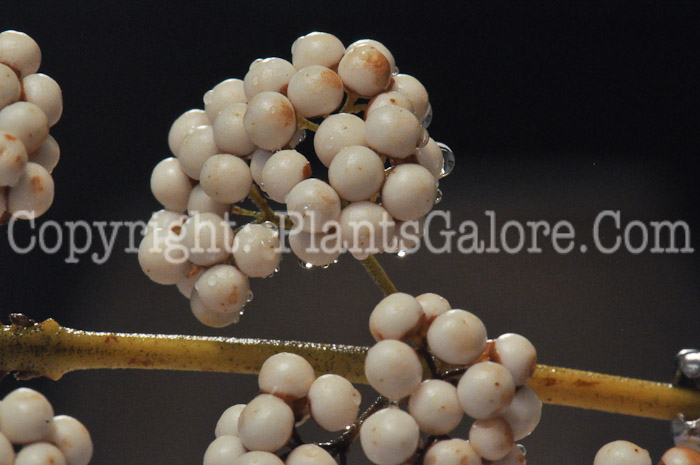 PGC-P-Callicarpa-dichotoma-Alba-aka-White-Beauty-Berry-1