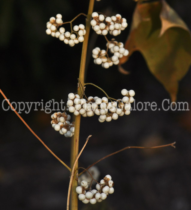 PGC-P-Callicarpa-dichotoma-Alba-aka-White-Beauty-Berry-3
