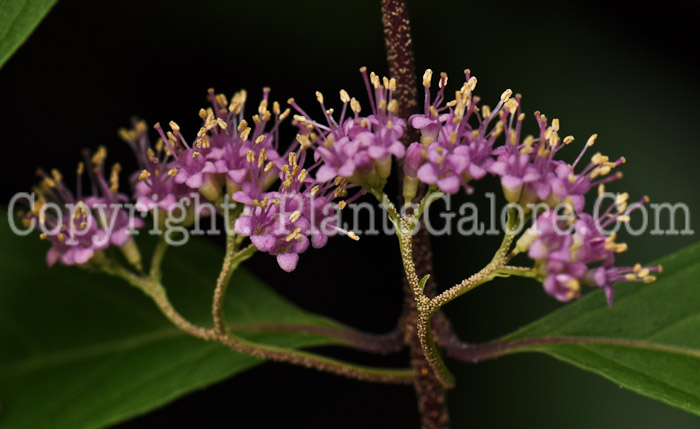 PGC-P-Callicarpa-dichotoma-aka-Beauty-Berry-01-1