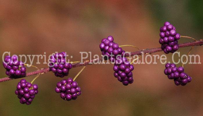 PGC-P-Callicarpa-dichotoma-aka-Beauty-Berry-16