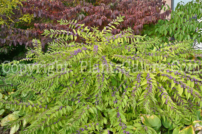 PGC-P-Callicarpa-dichotoma-aka-Beauty-Berry-1-3