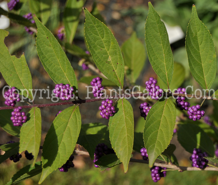 PGC-P-Callicarpa-dichotoma-aka-Beauty-Berry-1-5