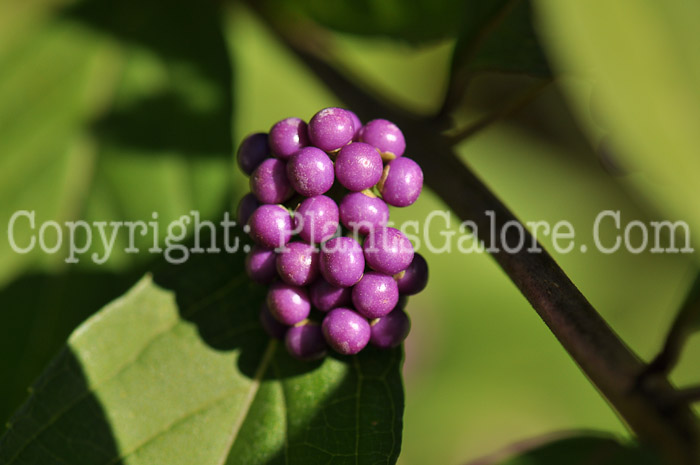 PGC-P-Callicarpa-dichotoma-aka-Beauty-Berry-2-1