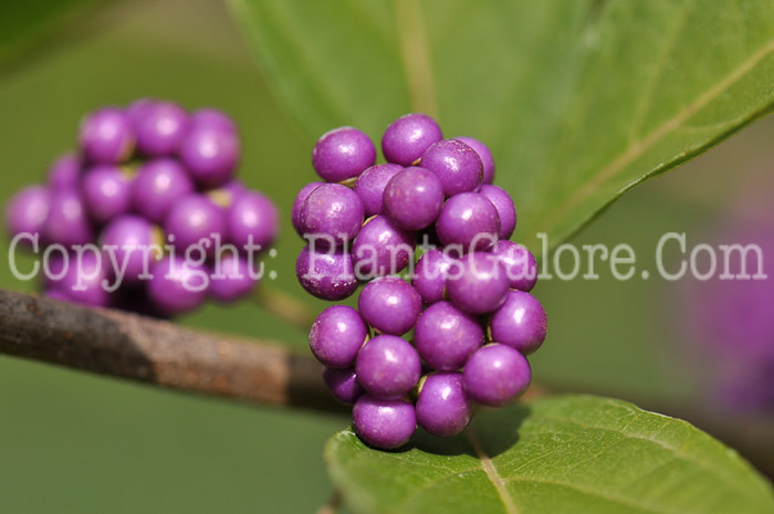 PGC-P-Callicarpa-dichotoma-aka-Beauty-Berry-2-3