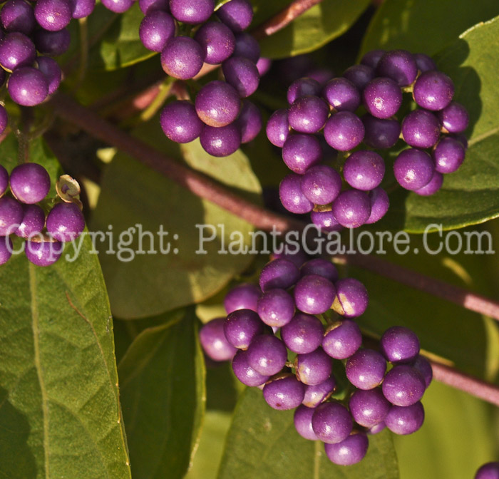 PGC-P-Callicarpa-dichotoma-aka-Beauty-Berry-2-4