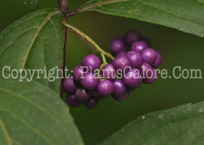 PGC-P-Callicarpa-dichotoma-aka-Beauty-Berry-2-5